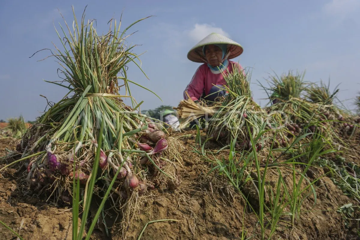 Produksi Bawang Merah Probolinggo Naik 30 Persen, Tahan Uji Cuaca Ekstrem