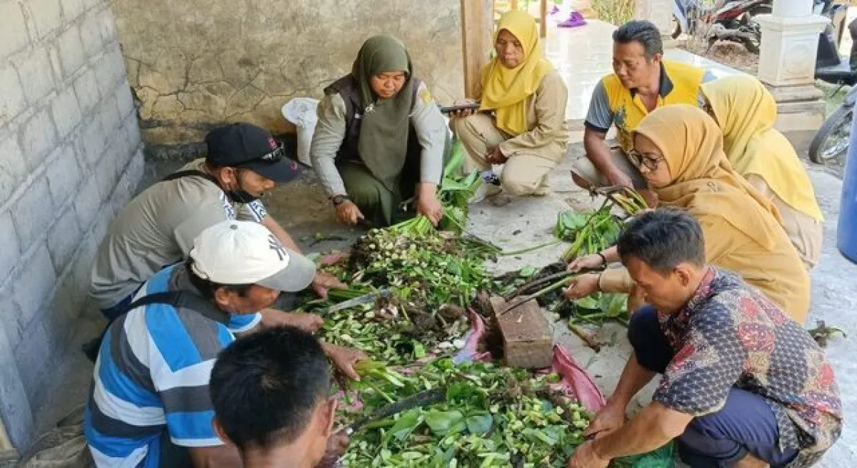Eceng Gondok Disulap Jadi Pembenah Tanah oleh Petani Probolinggo