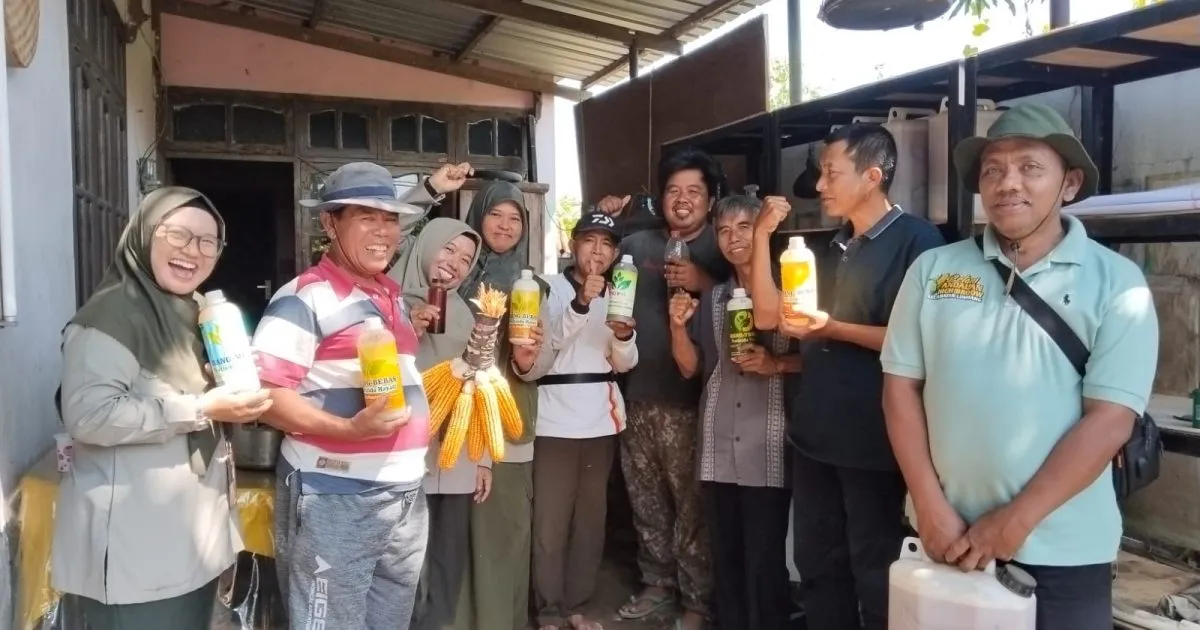 Modal Rp435 Ribu, Inovasi BUAYA PASIR Hasilkan Panen Padi Setara 7,2 Ton per Hektare