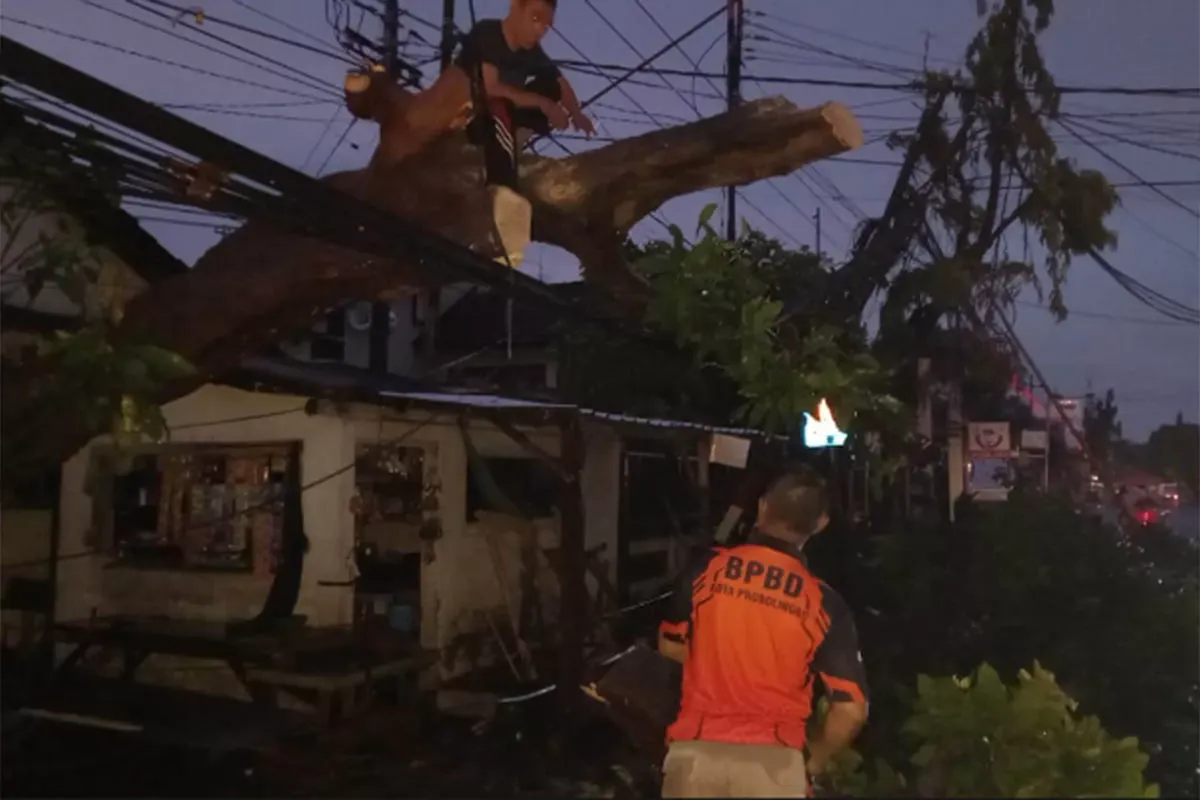Angin Kencang Terjang Probolinggo, Puluhan Pohon Tumbang dan Akses Jalan Sempat Tersendat